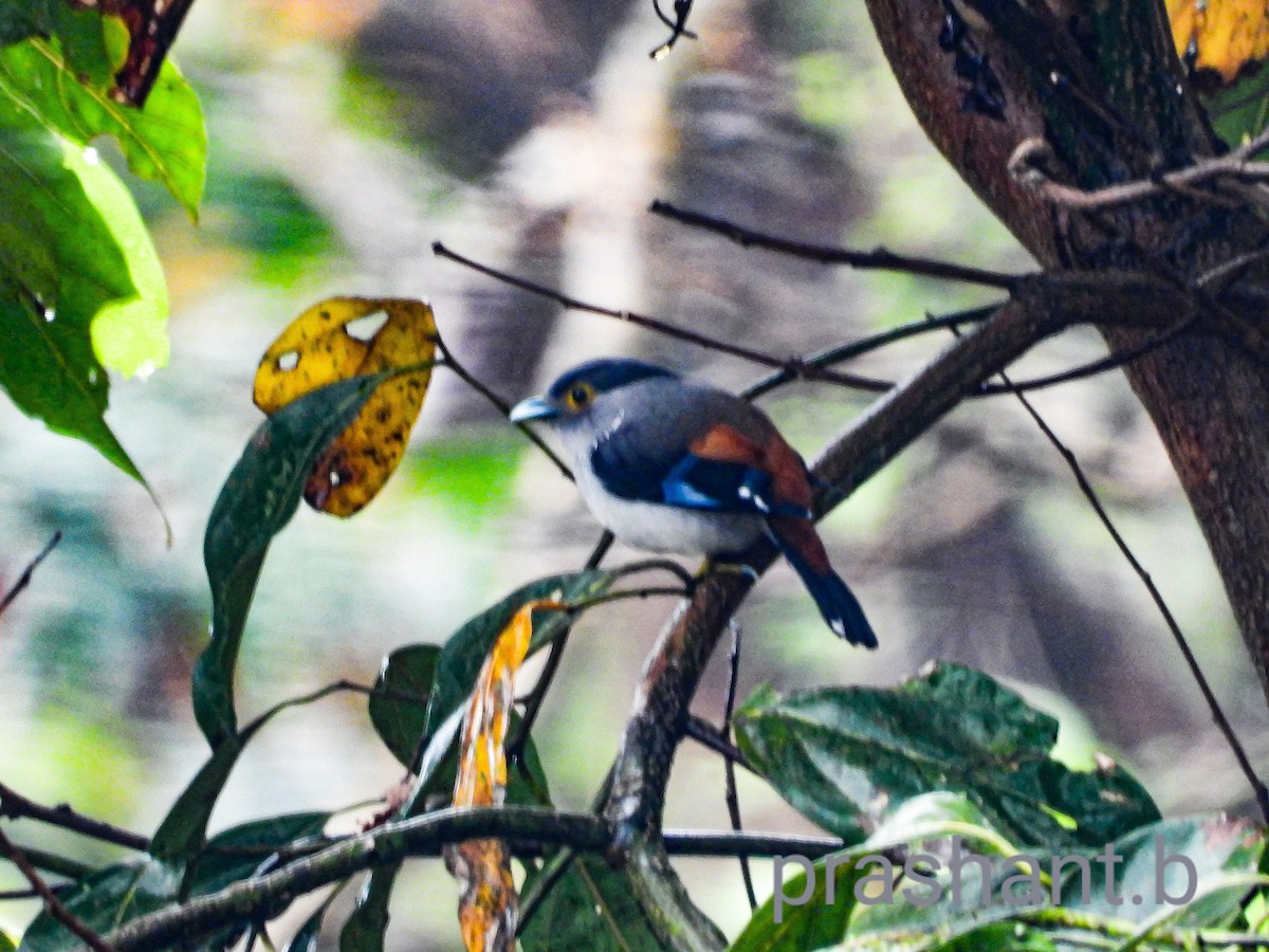 Gray-lored Broadbill - ML643341173