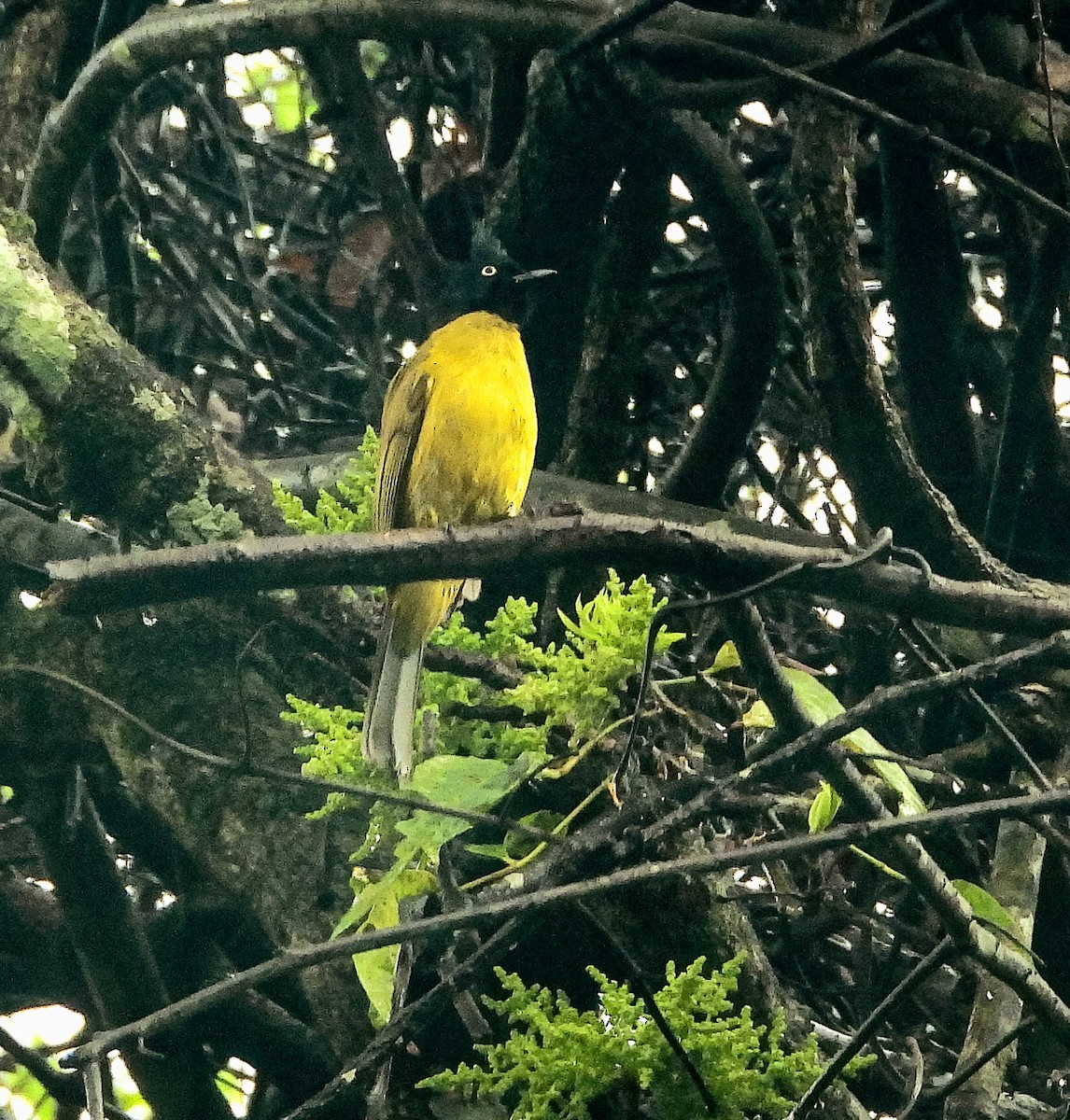 Black-crested Bulbul - ML643341180