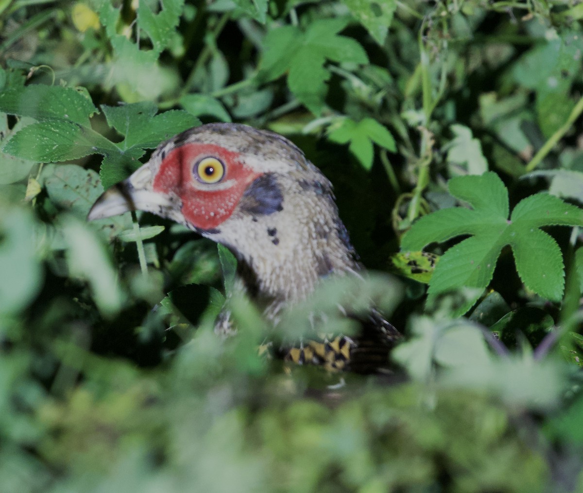 Ring-necked Pheasant - ML643341190