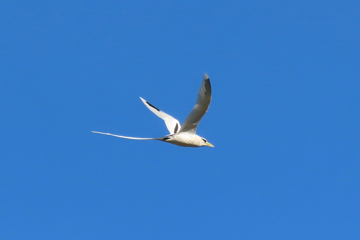 White-tailed Tropicbird - ML643341192