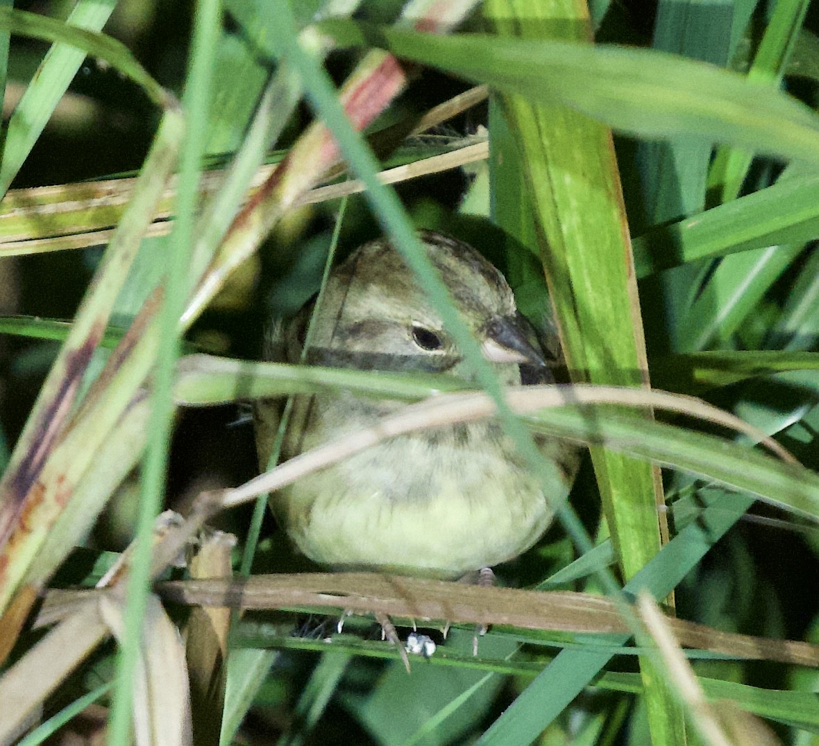 Black-faced Bunting - ML643341200