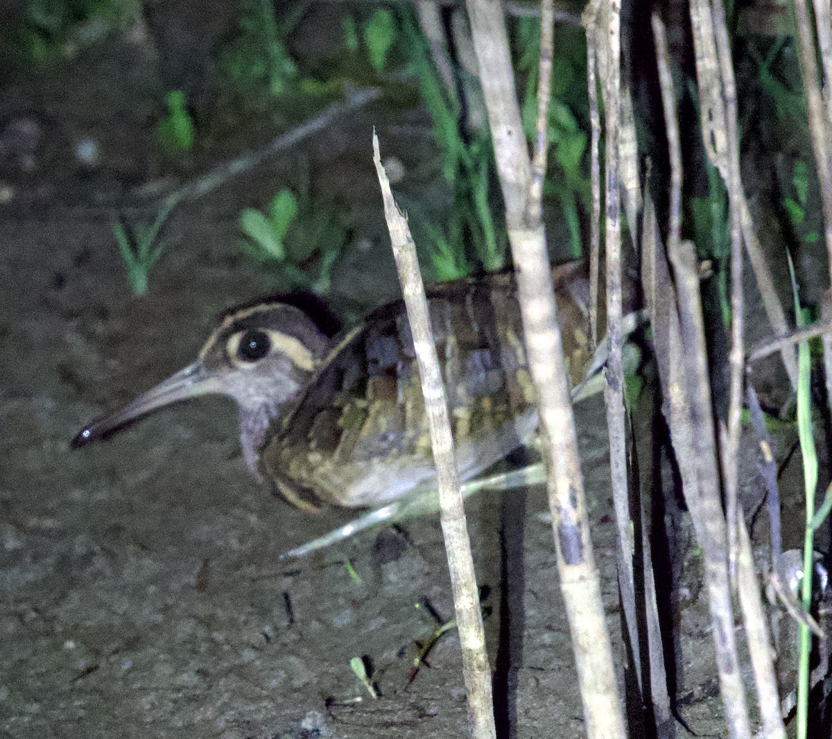 Greater Painted-Snipe - ML643341204