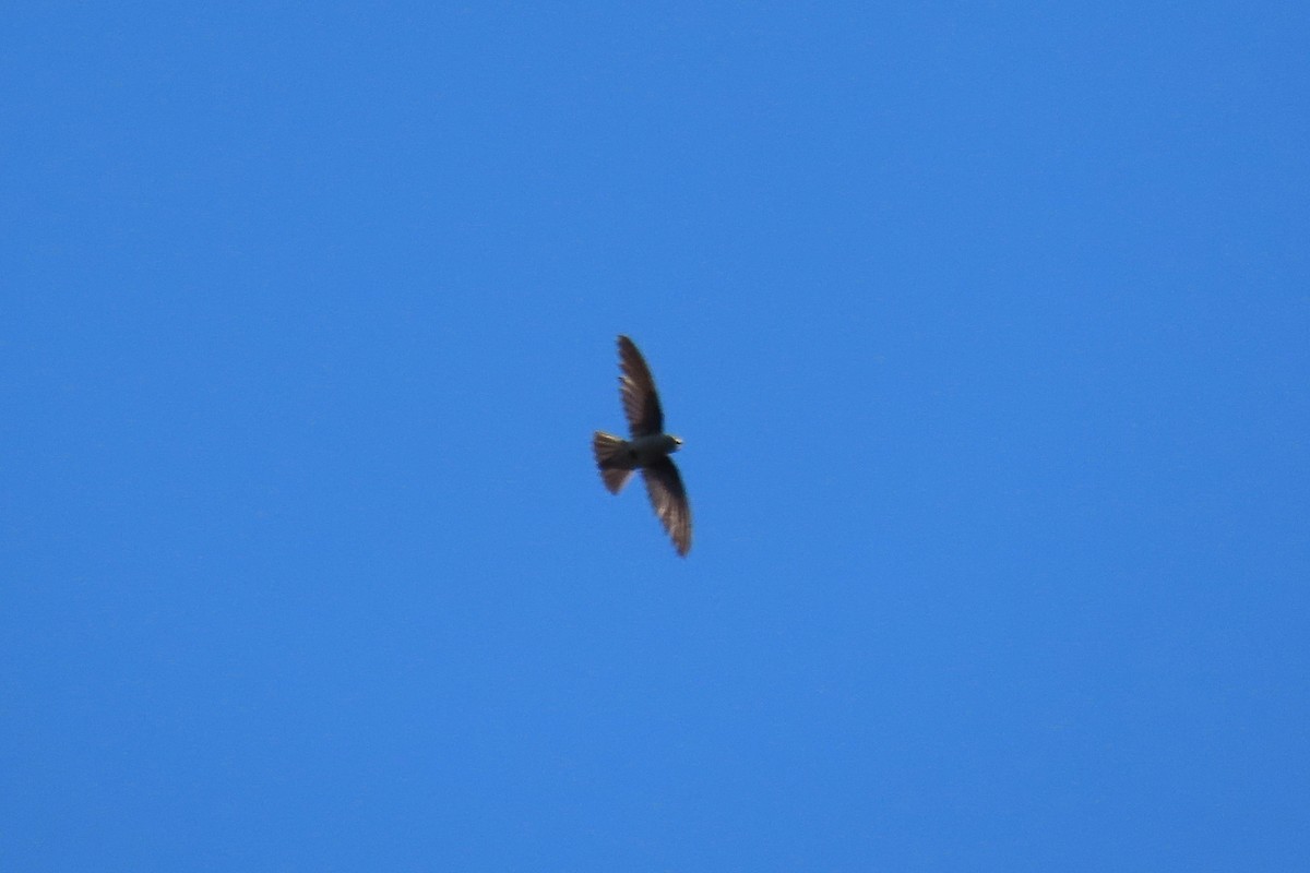 Seychelles Swiftlet - ML643341205