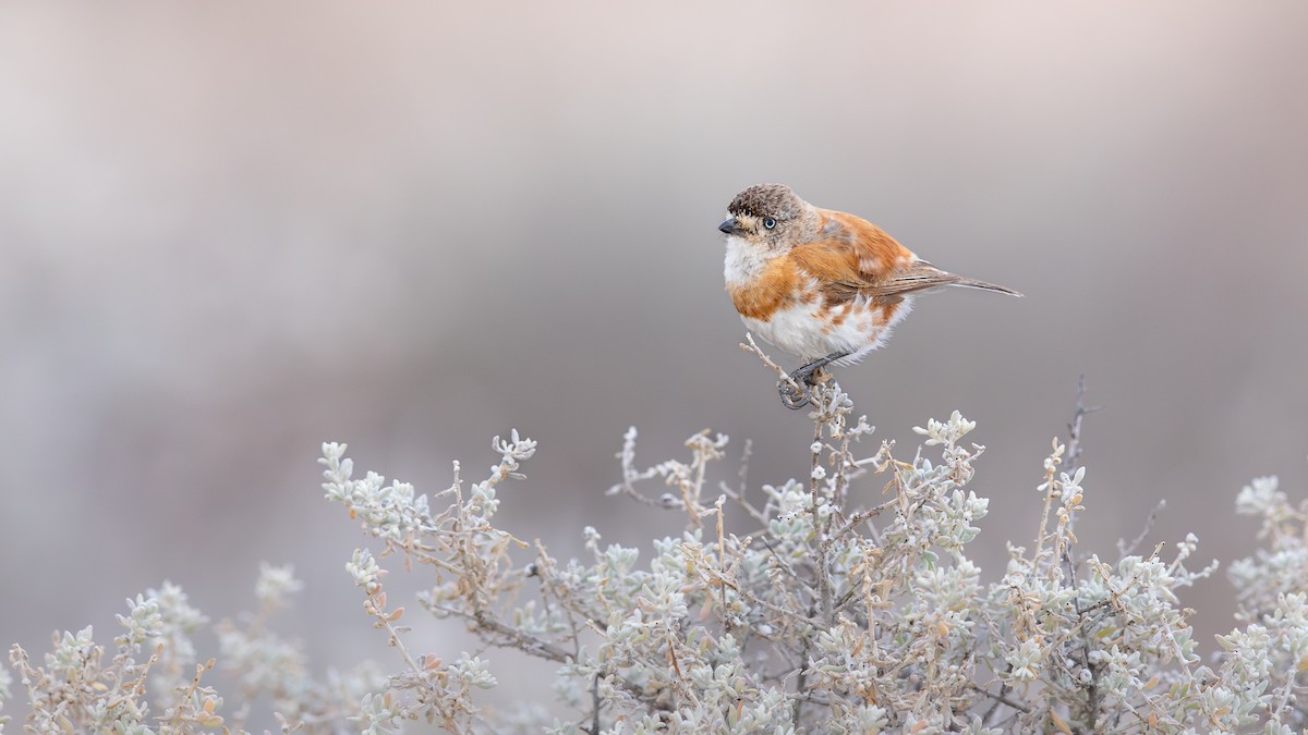 Chestnut-breasted Whiteface - ML643341206