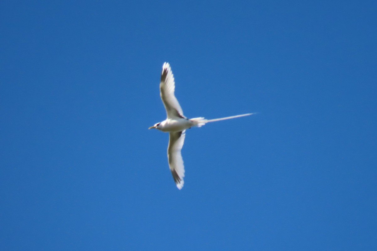 White-tailed Tropicbird - ML643341217