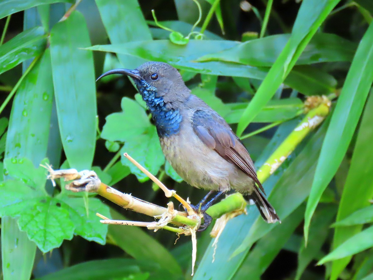 Seychelles Sunbird - ML643341220