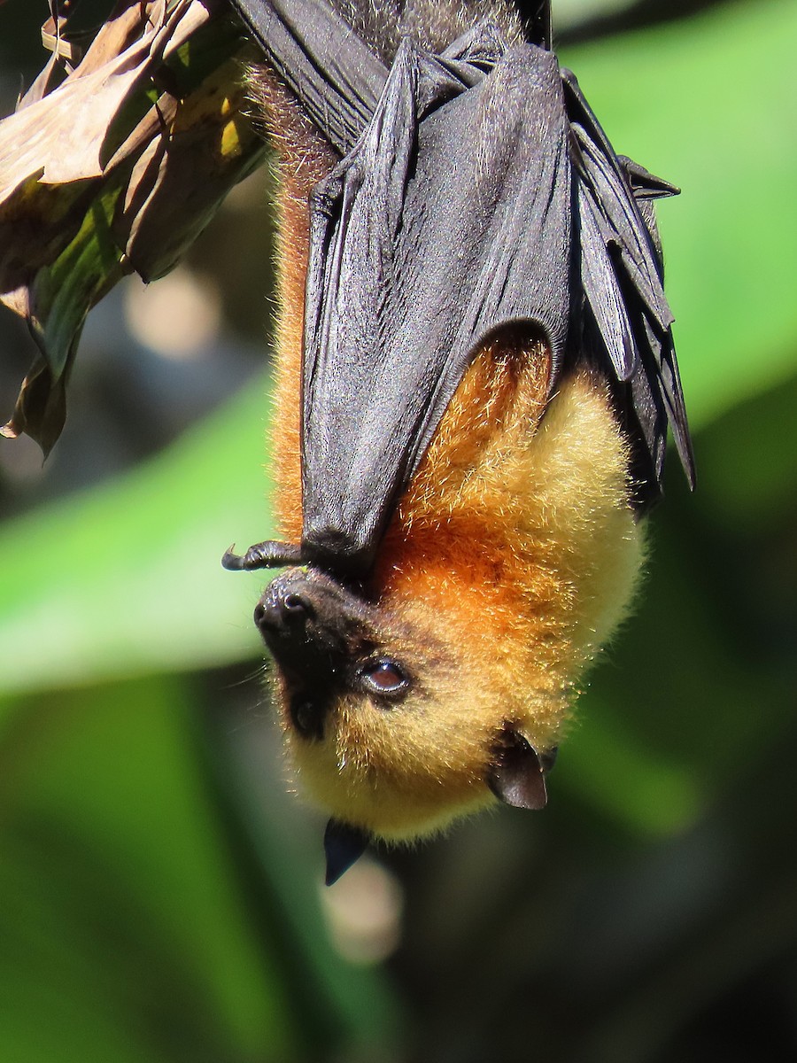 Seychelles Flying-fox - ML643341225