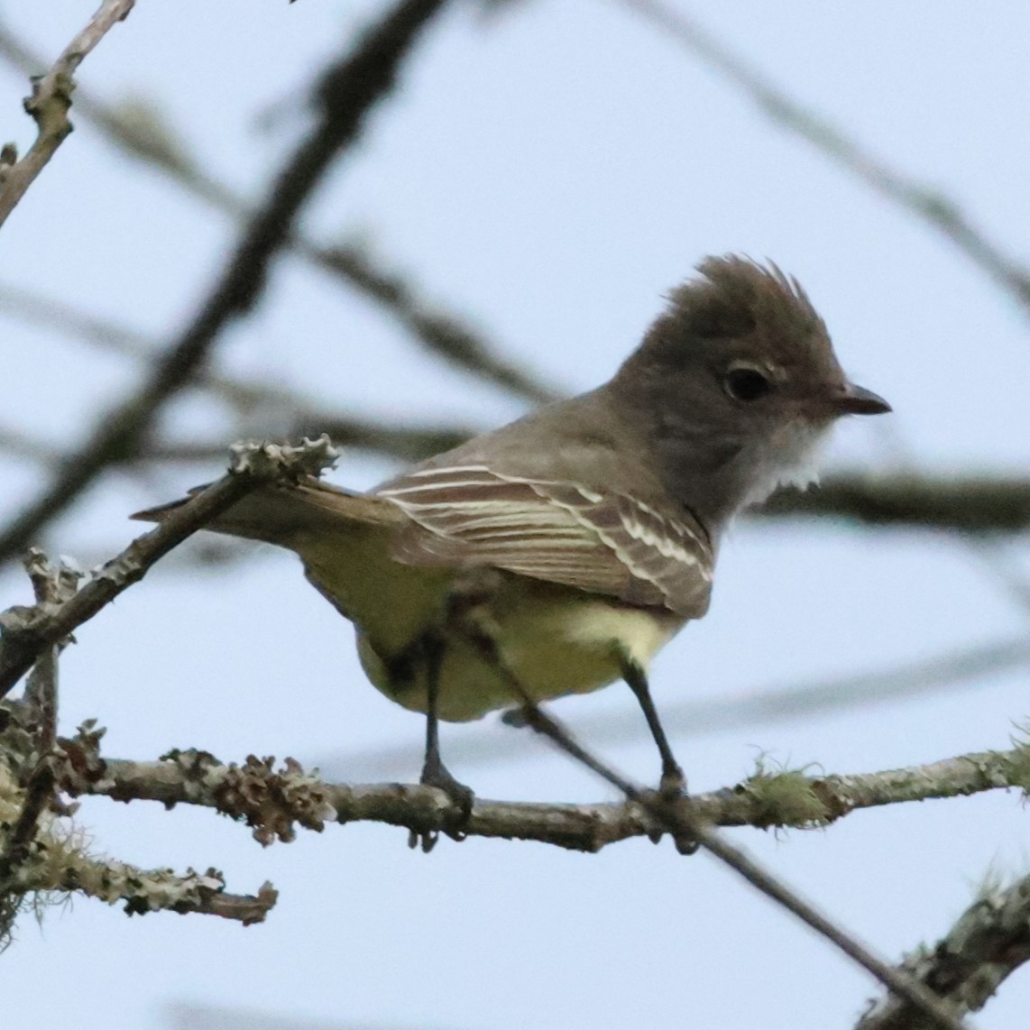 Large Elaenia - ML643341235