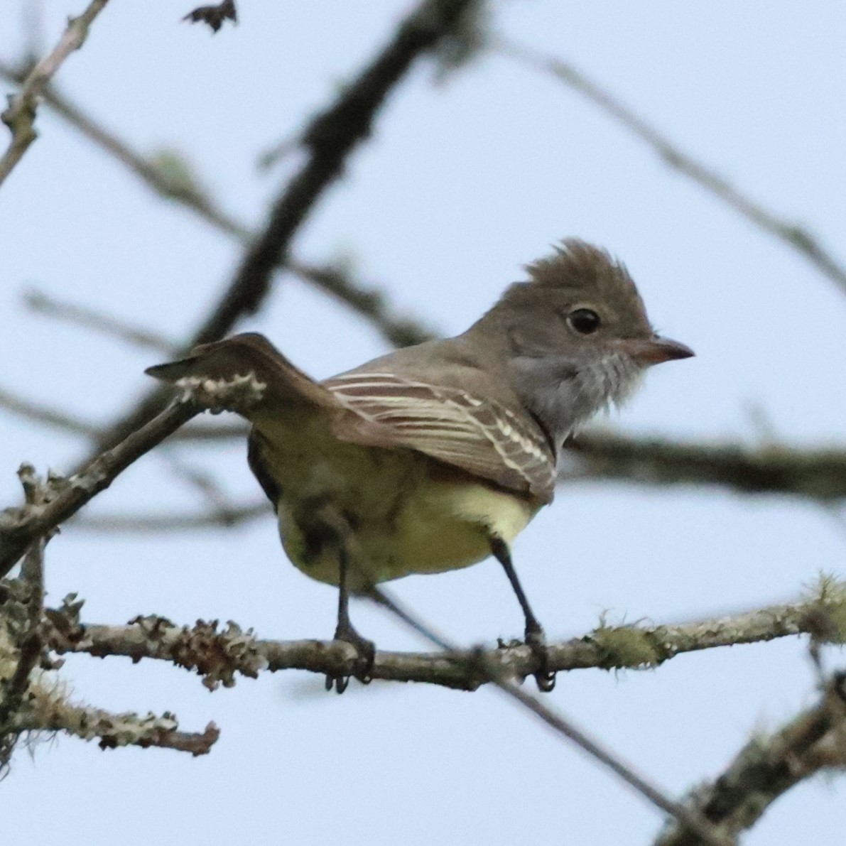 Large Elaenia - ML643341236