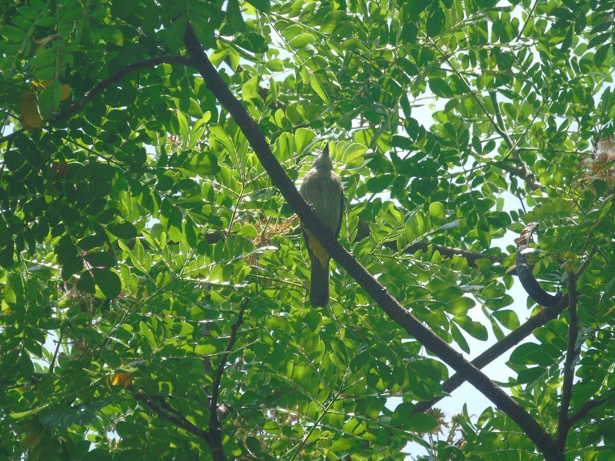 Yellow-vented Bulbul - ML643341238
