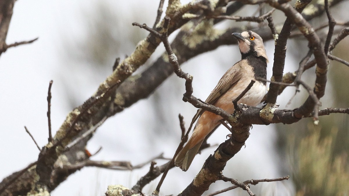 Crested Bellbird - ML643341299