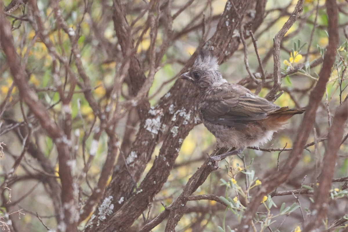 Crested Bellbird - ML643341300