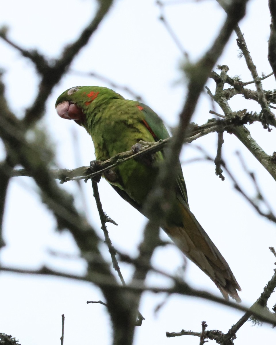 White-eyed Parakeet - ML643341314