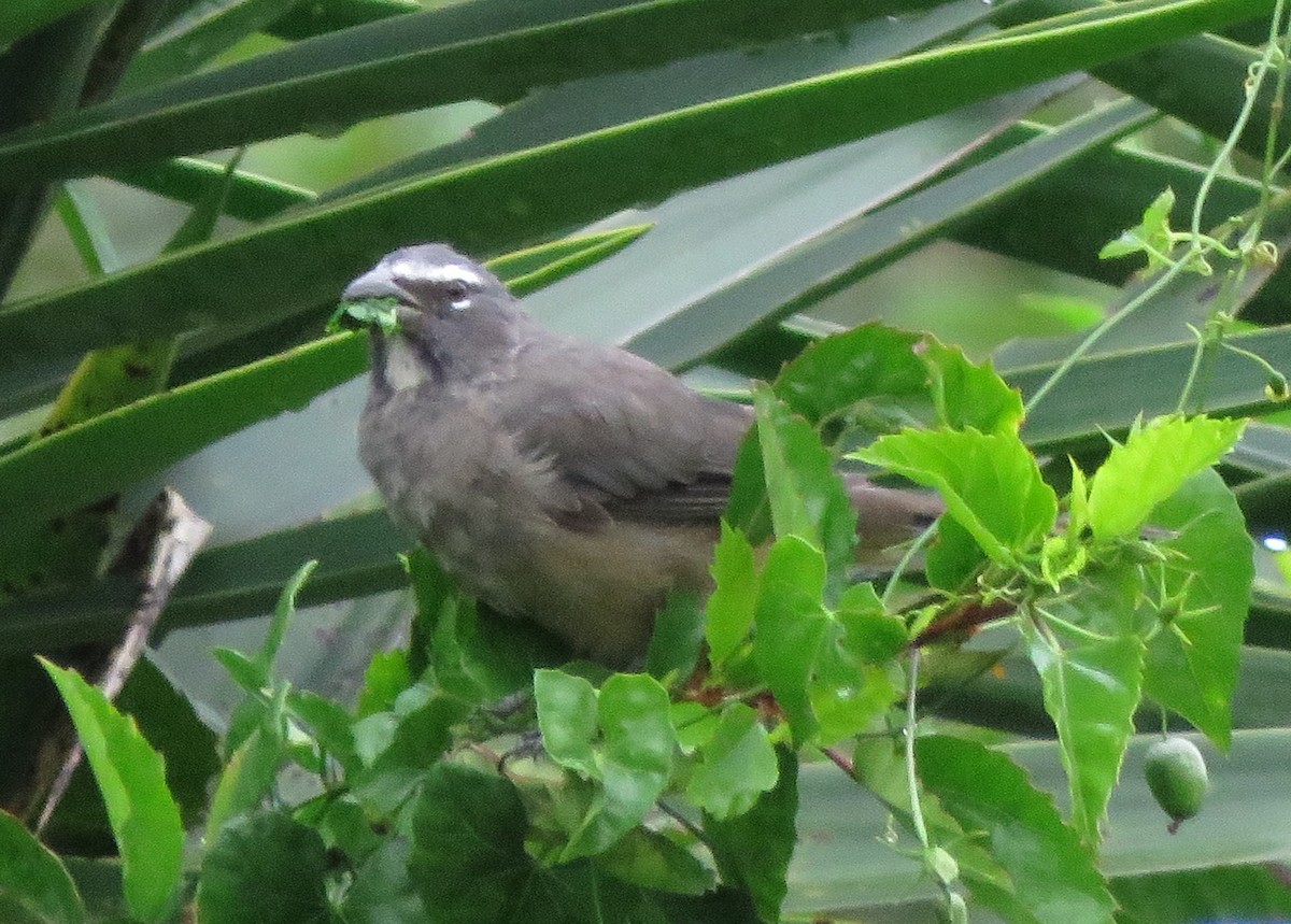Cinnamon-bellied Saltator - ML643341320