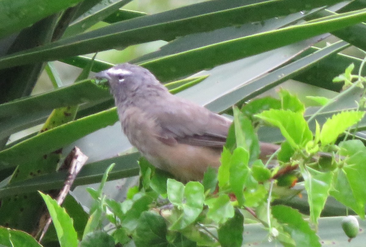 Cinnamon-bellied Saltator - ML643341321