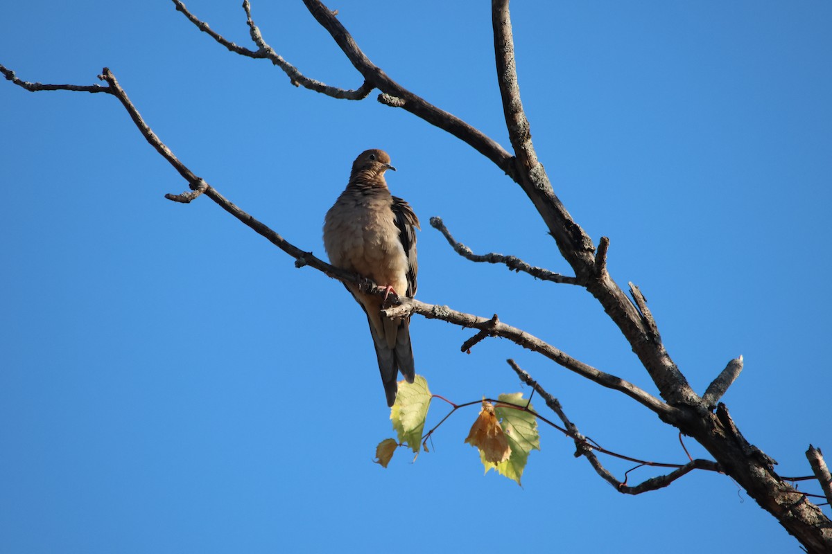Mourning Dove - ML643341323