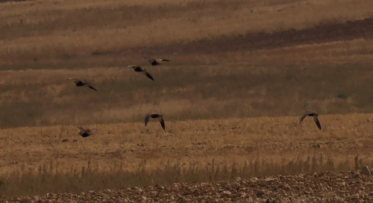 Black-bellied Sandgrouse - ML643341329