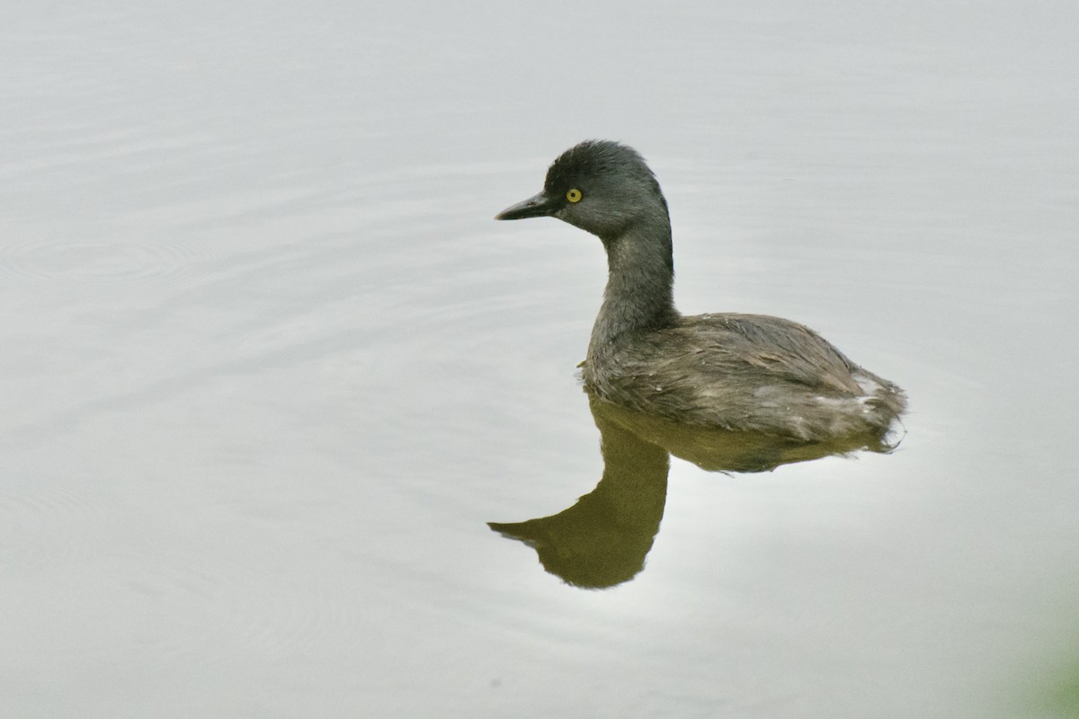 Least Grebe - ML643341343
