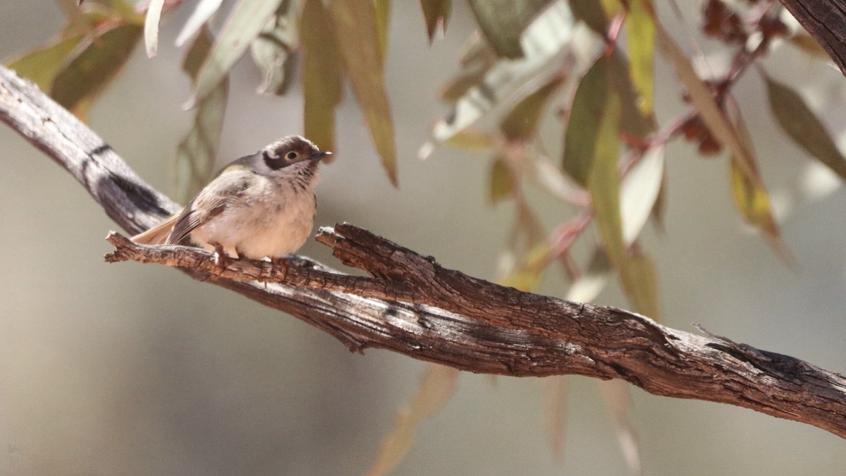 Brown-headed Honeyeater - ML643341348