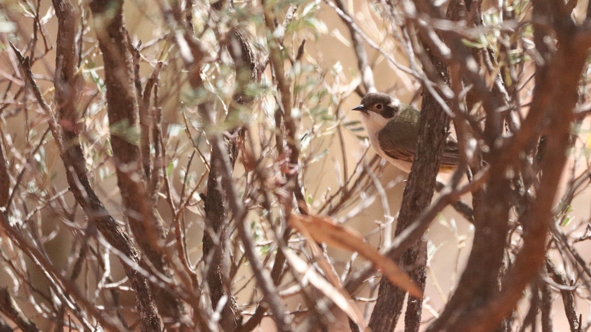 Brown-headed Honeyeater - ML643341349