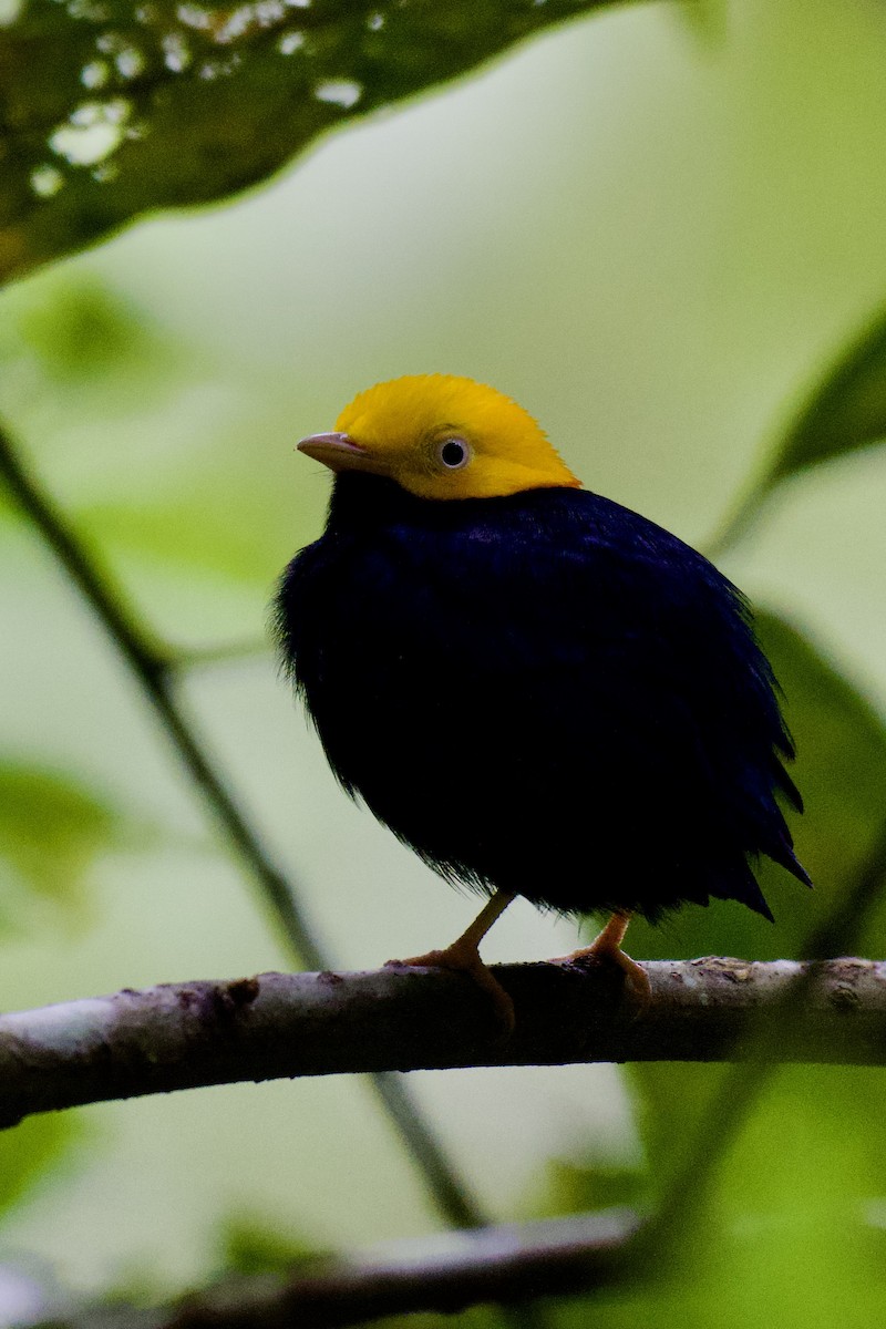 Golden-headed Manakin - ML643341365