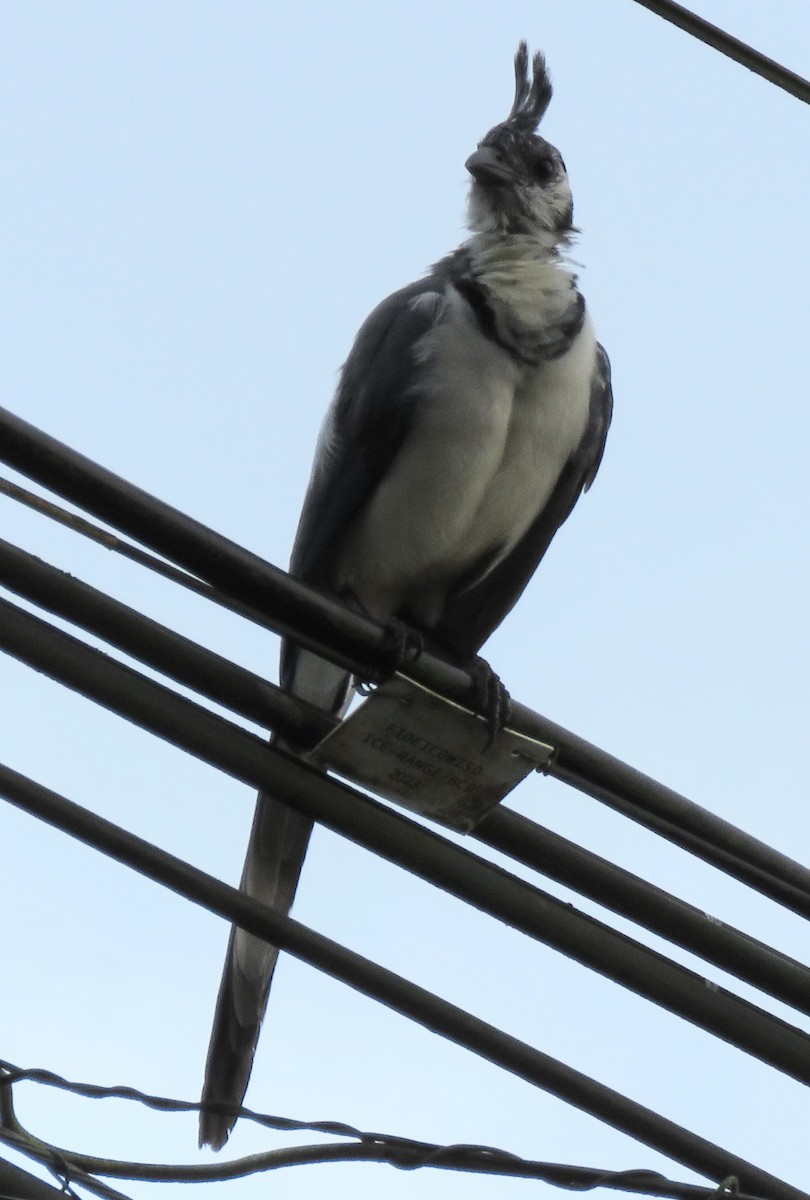 White-throated Magpie-Jay - ML643341387