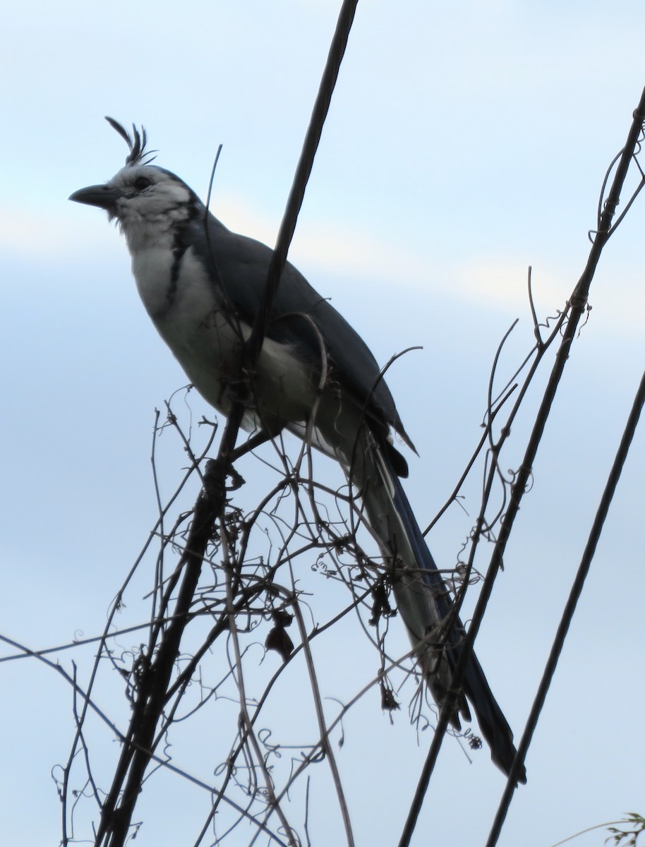 White-throated Magpie-Jay - ML643341388
