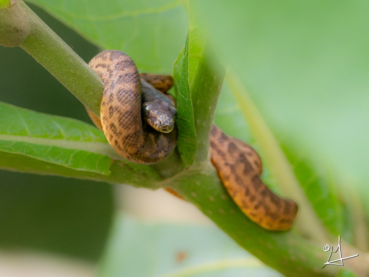 Puerto Rican Boa - ML643341402