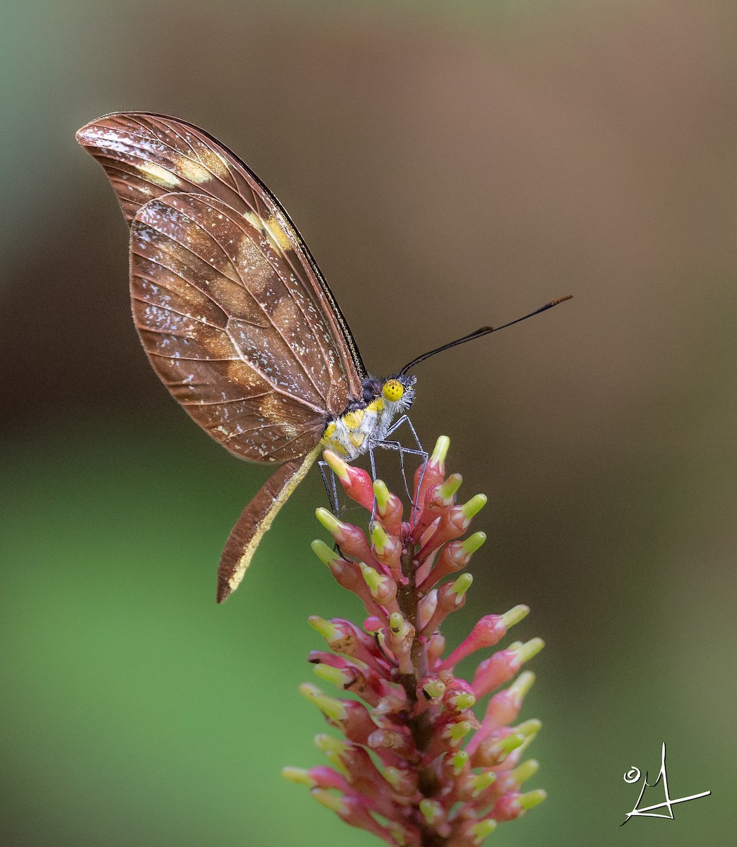 Hispaniolan Mimic-White - ML643341404