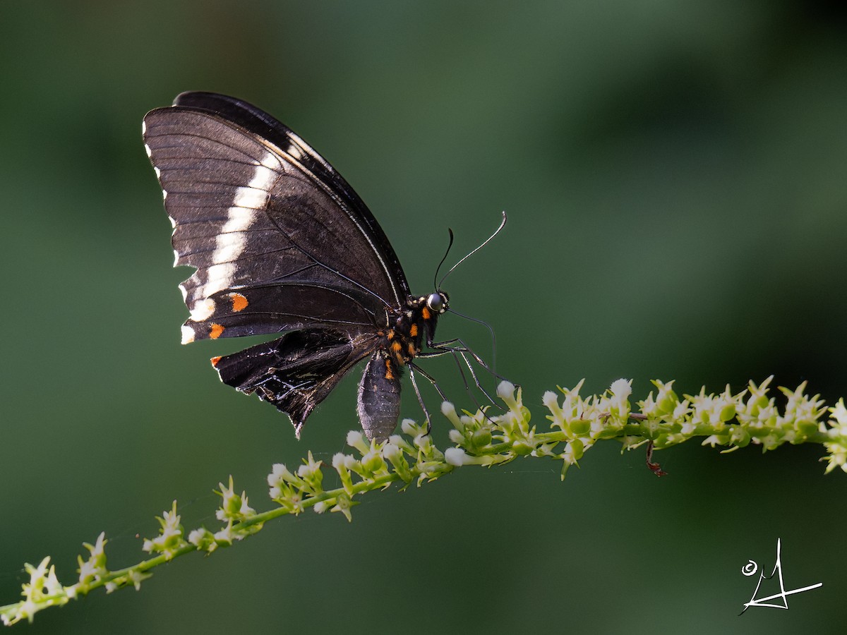Caribbean Swallowtail (Puerto Rico) - ML643341407