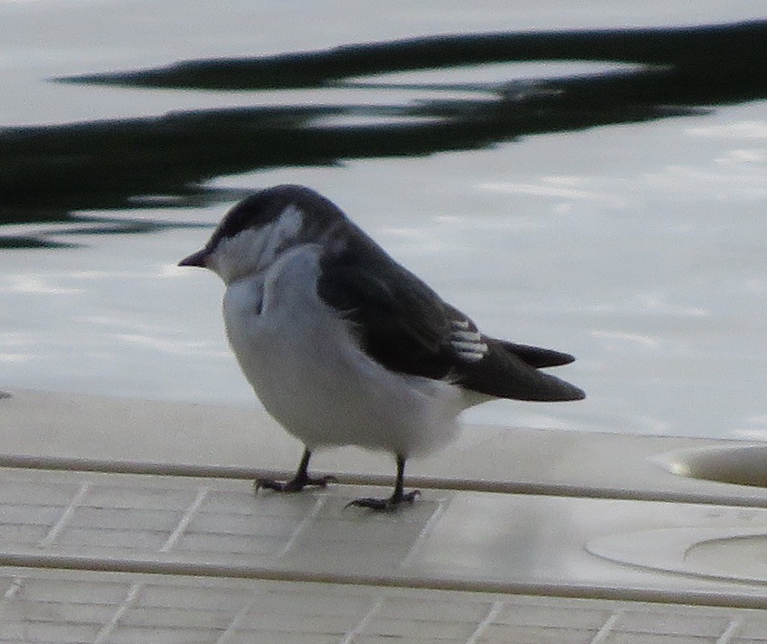 Mangrove Swallow - ML643341415