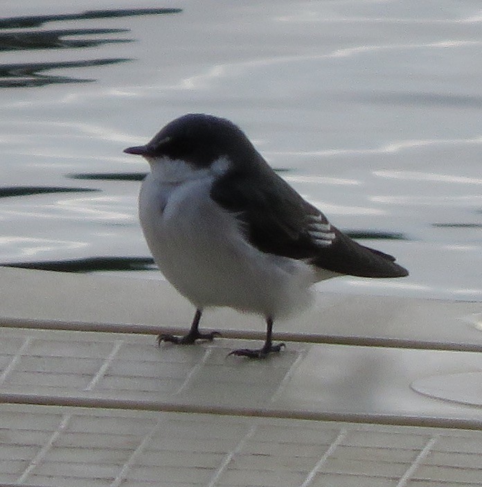 Mangrove Swallow - ML643341416