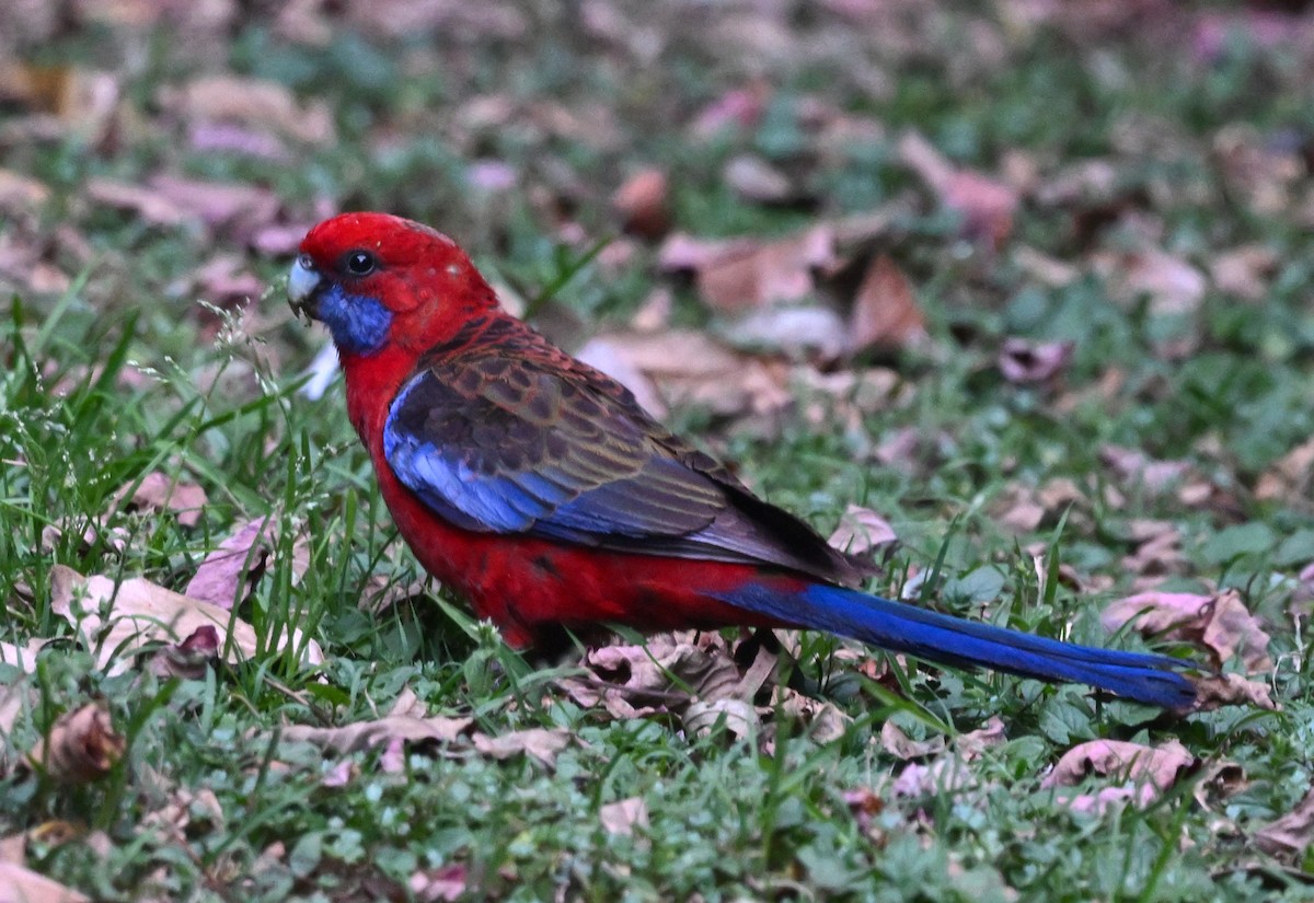Rosella cremisi - ML643341423
