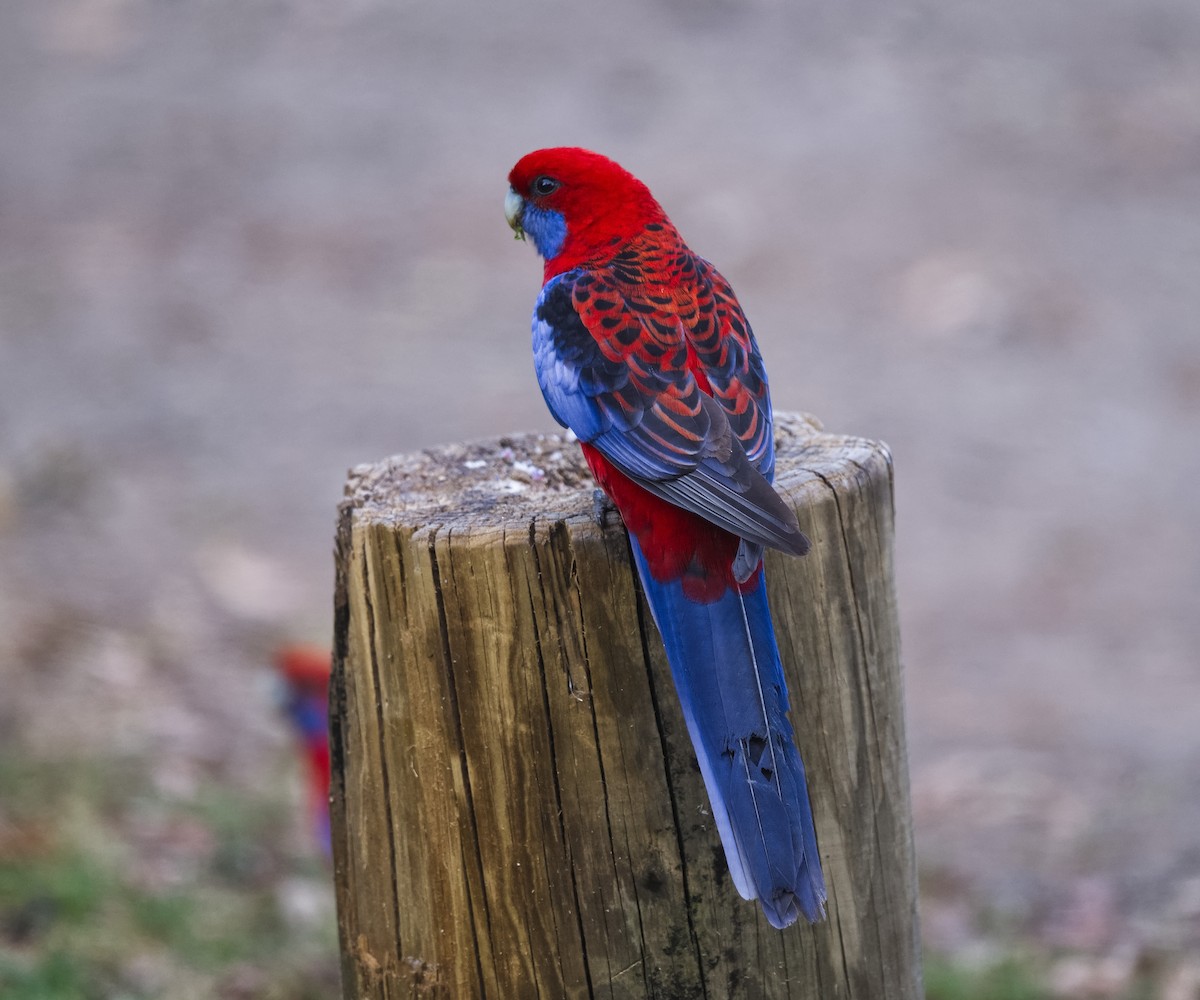Rosella cremisi - ML643341424