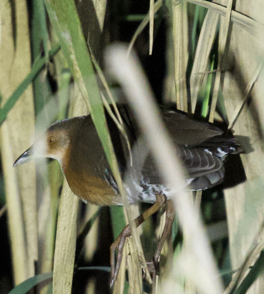 damrikse - ML643341463