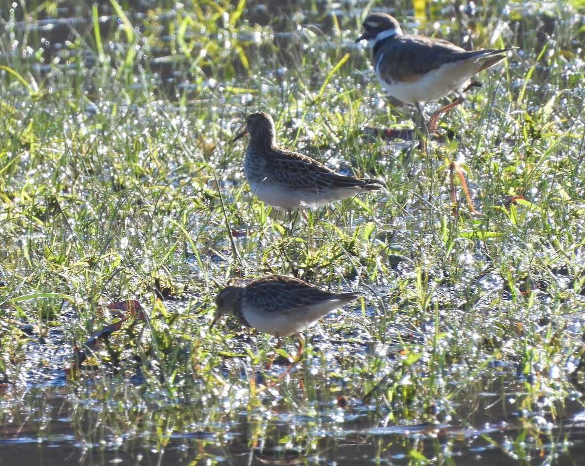 Орог элсэг - ML643341537