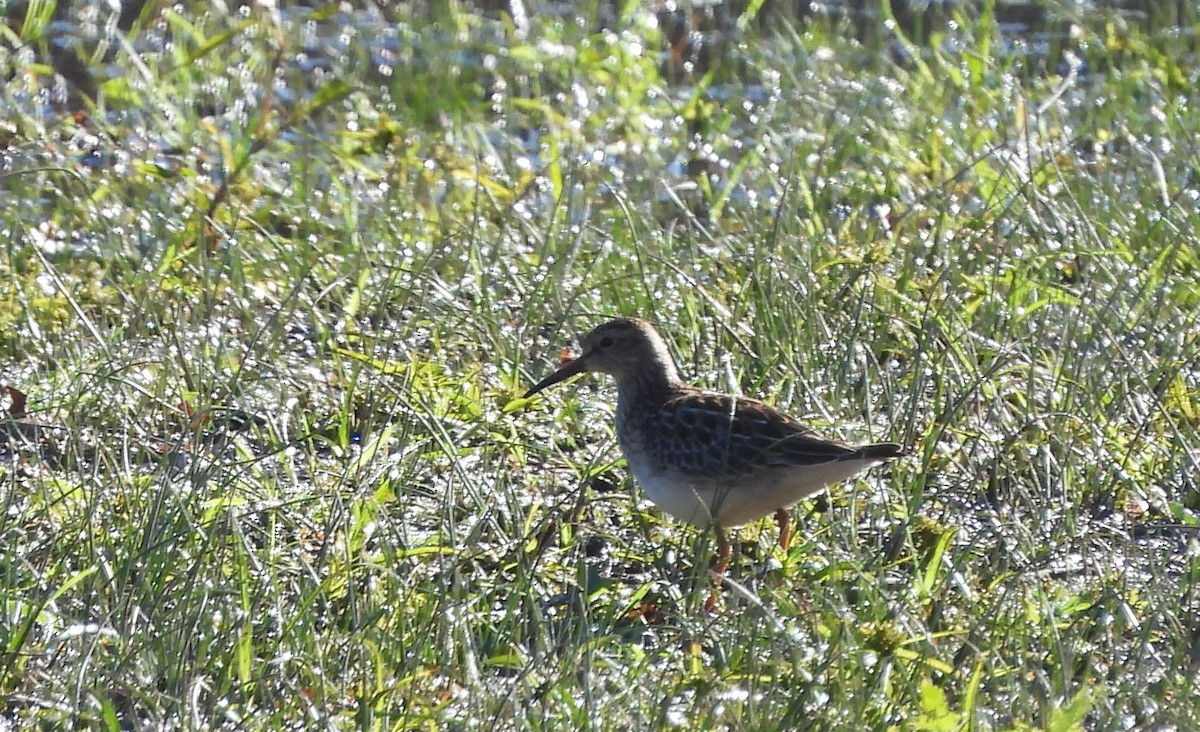 Graubrust-Strandläufer - ML643341545