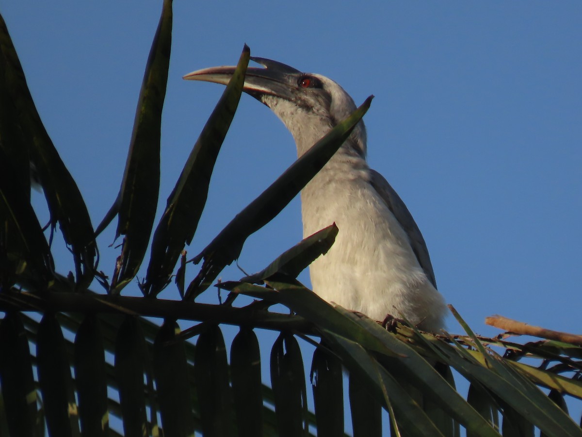 Indienhornvogel - ML643341562
