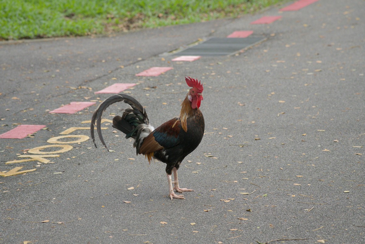 Bankivahuhn - ML643341575