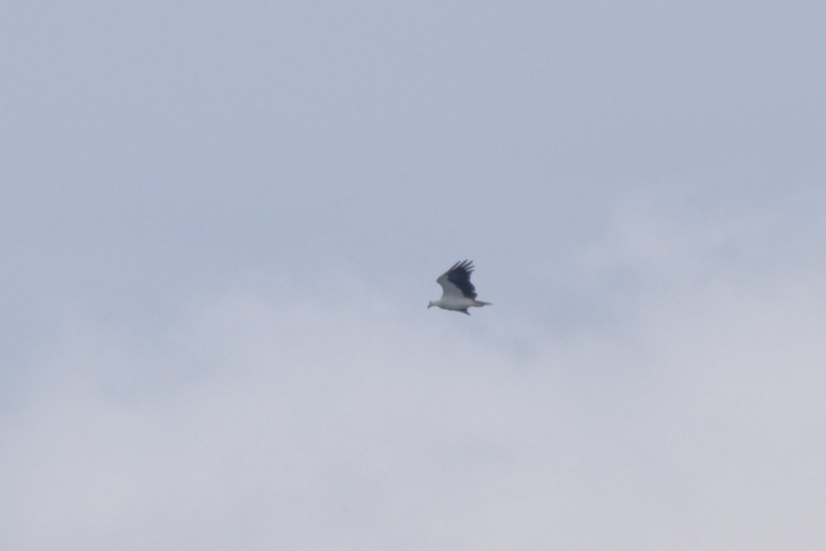 Weißbauch-Seeadler - ML643341577