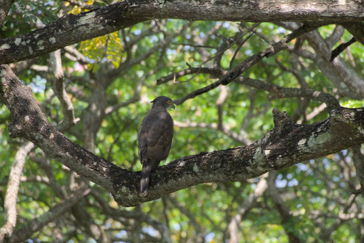 Indienhaubenadler - ML643341587