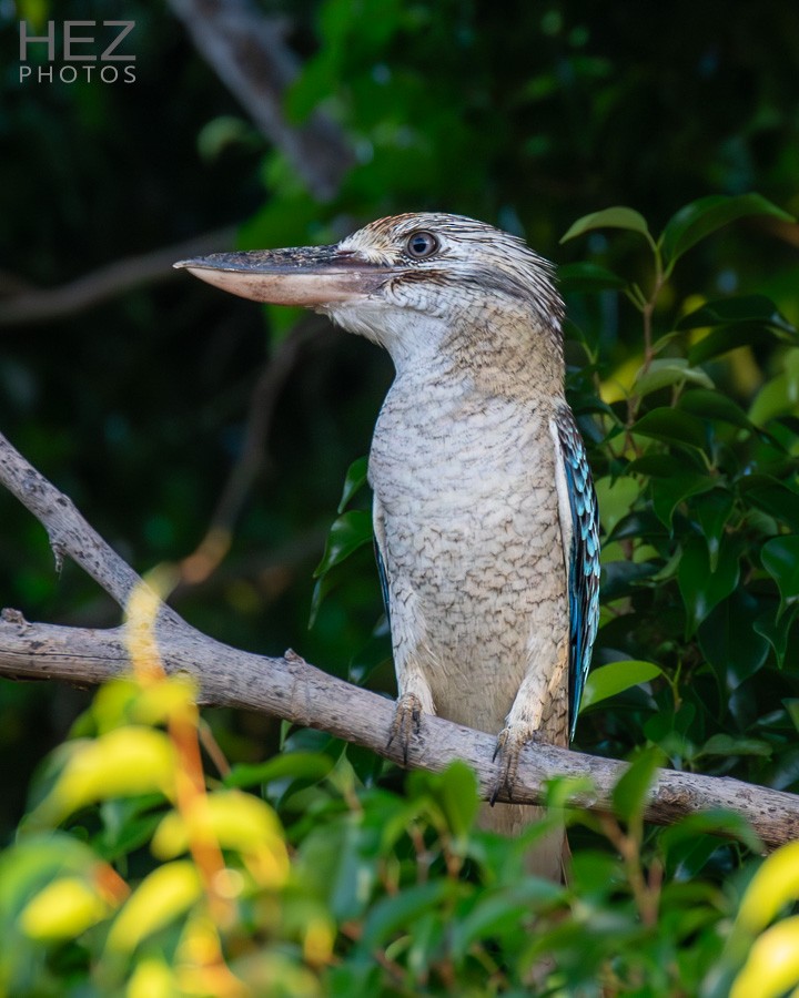 Blue-winged Kookaburra - ML643341603
