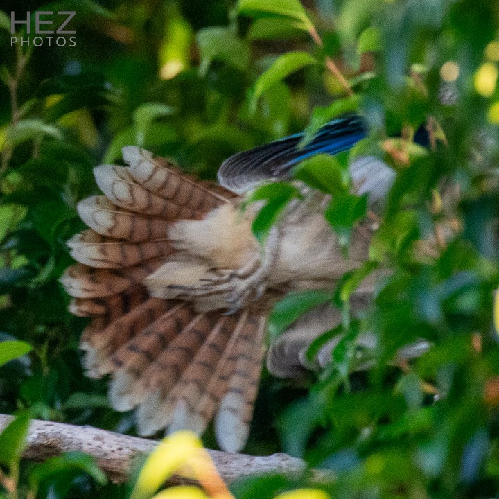 Blue-winged Kookaburra - ML643341604
