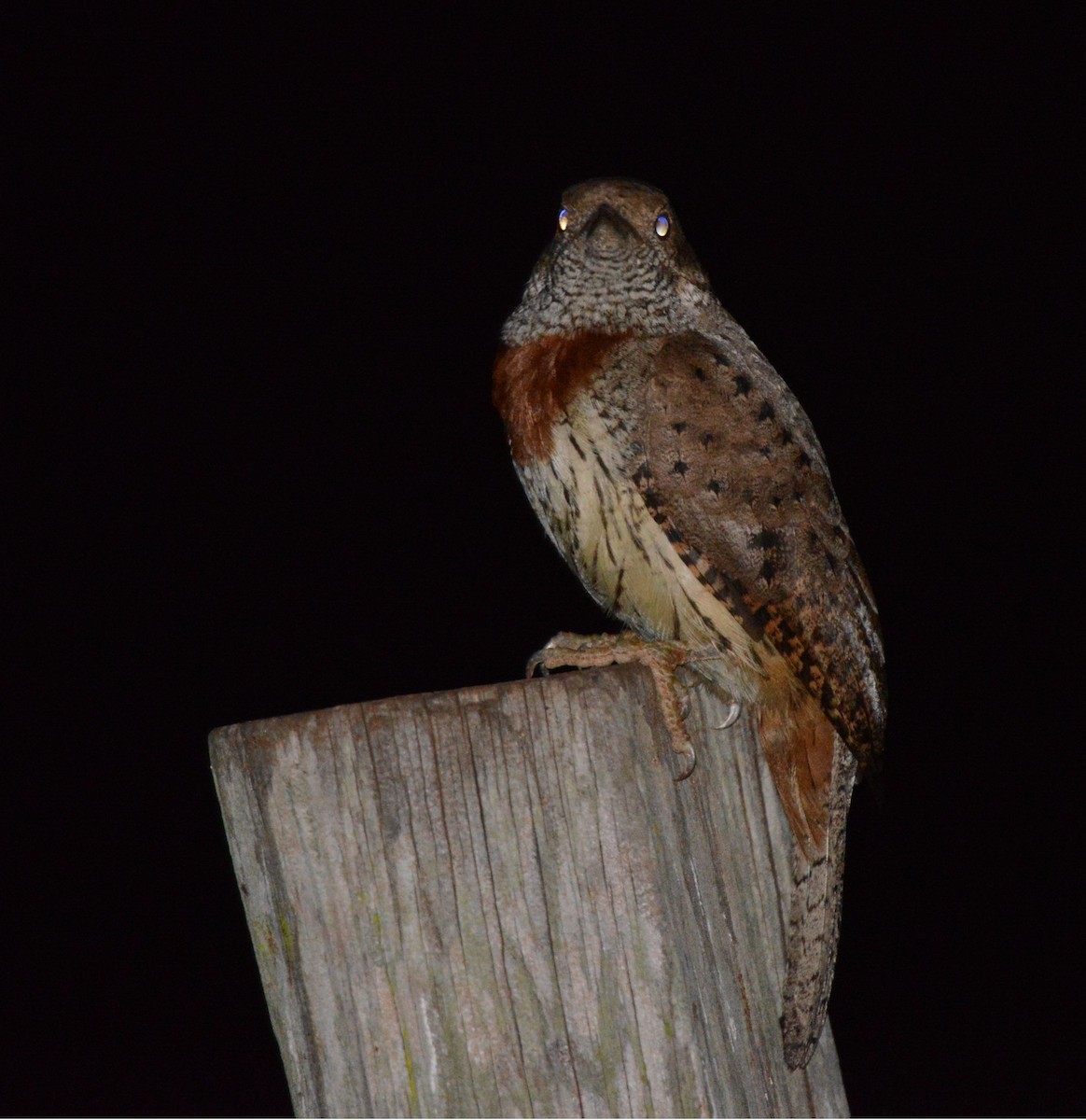 Red-throated Wryneck - ML643341606