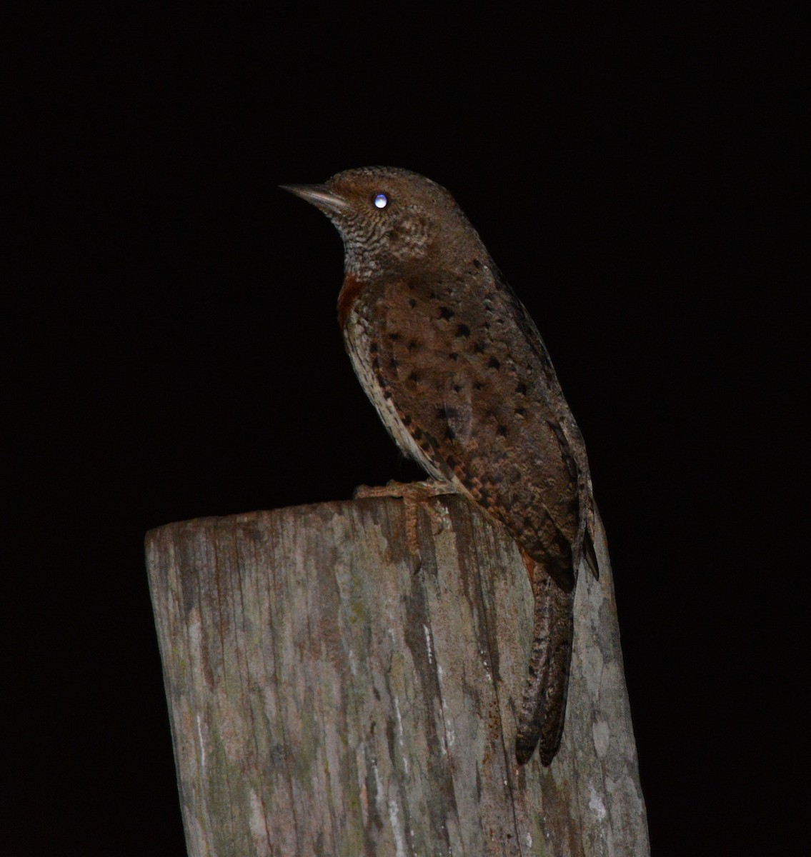 Red-throated Wryneck - ML643341607