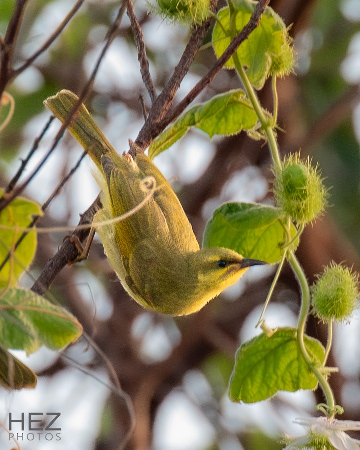 Yellow Honeyeater - ML643341624