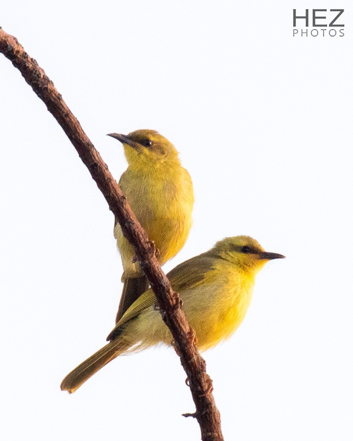 Yellow Honeyeater - ML643341625