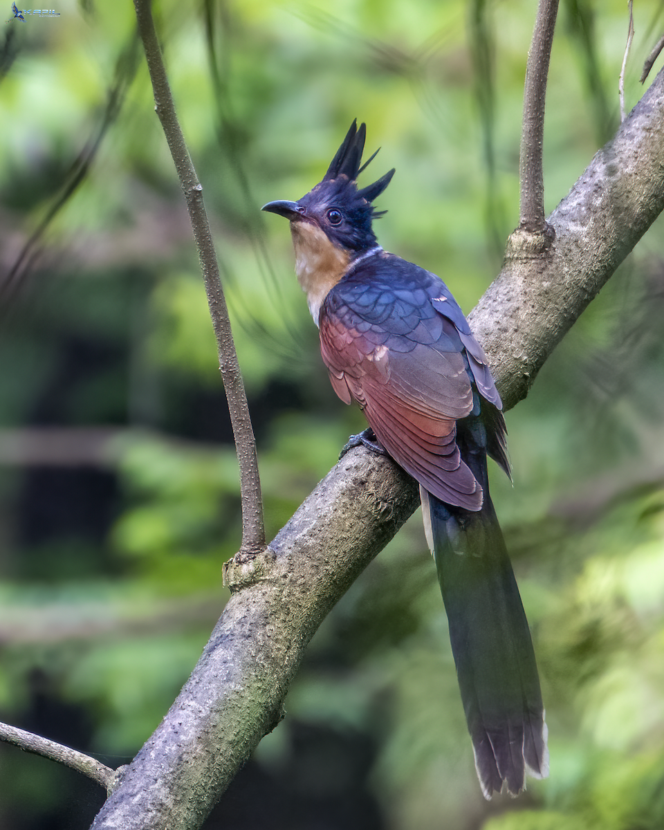 Chestnut-winged Cuckoo - ML643341627
