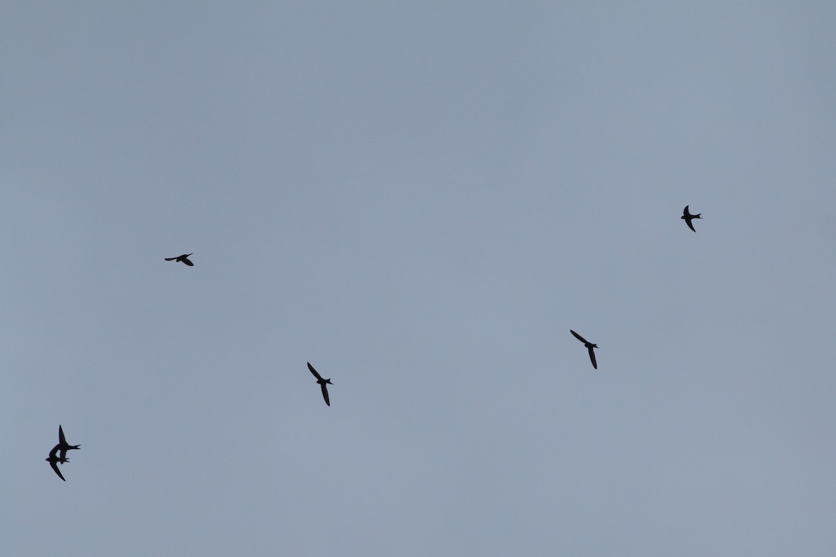 Plain Swift - ML643341645