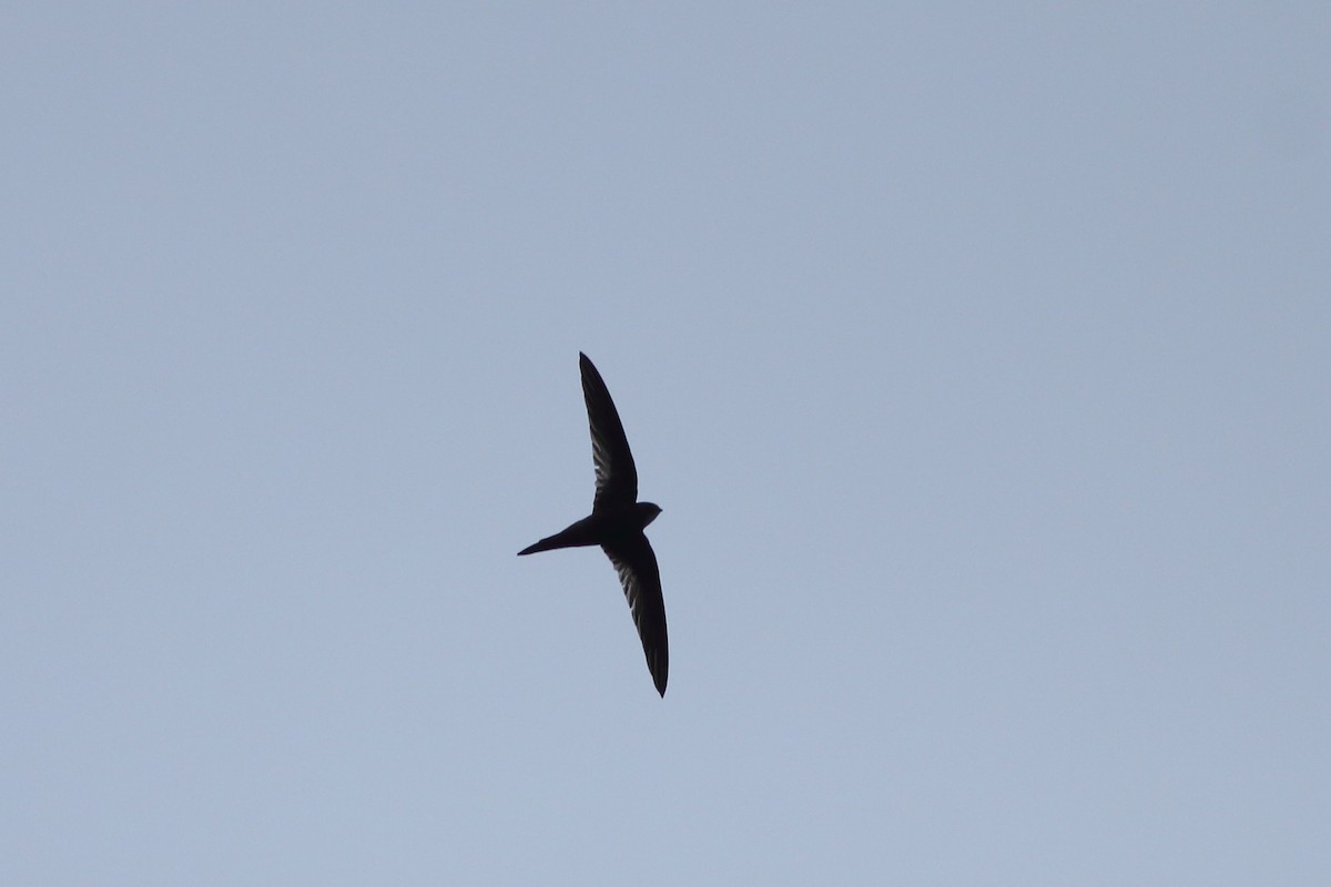 Plain Swift - ML643341646